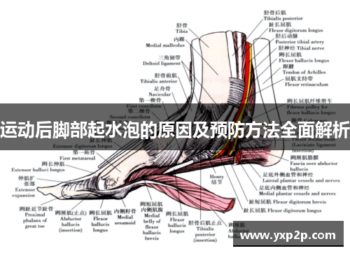运动后脚部起水泡的原因及预防方法全面解析